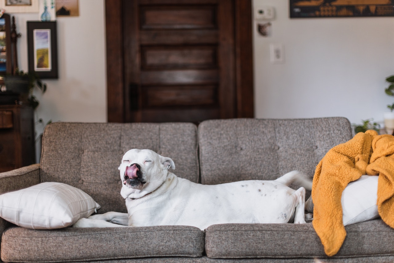 View of What is a dog choking? How to prevent your dog from choking?